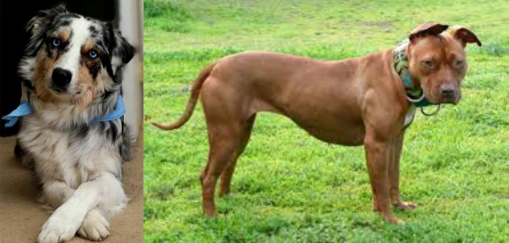 American Pit Bull Terrier vs Australian Collie - Breed Comparison