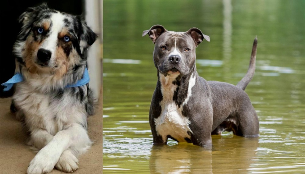 American Staffordshire Terrier vs Australian Collie - Breed Comparison
