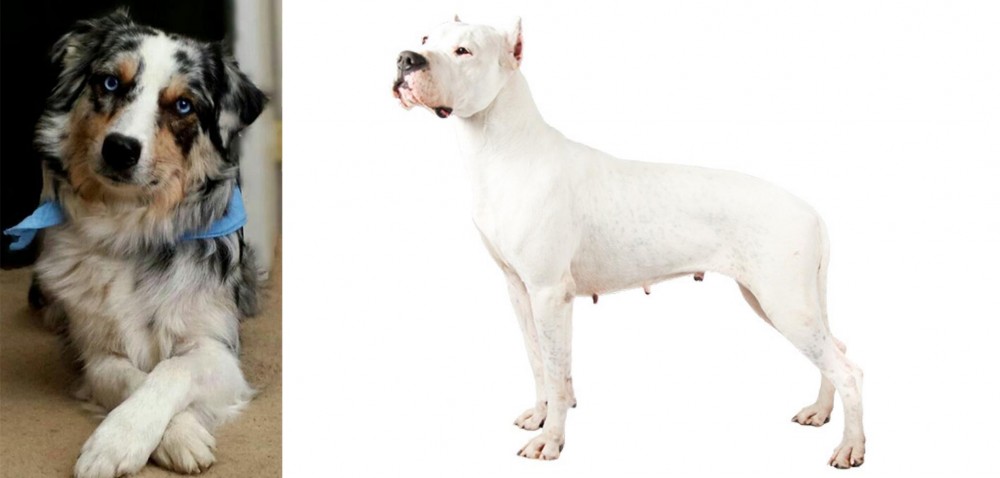 Argentine Dogo vs Australian Collie - Breed Comparison