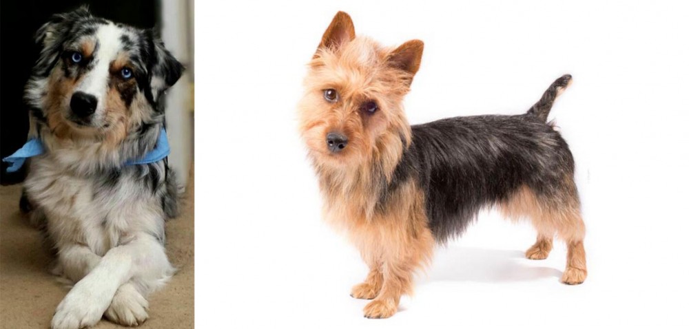 Australian Terrier vs Australian Collie - Breed Comparison