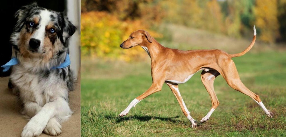 Azawakh vs Australian Collie - Breed Comparison