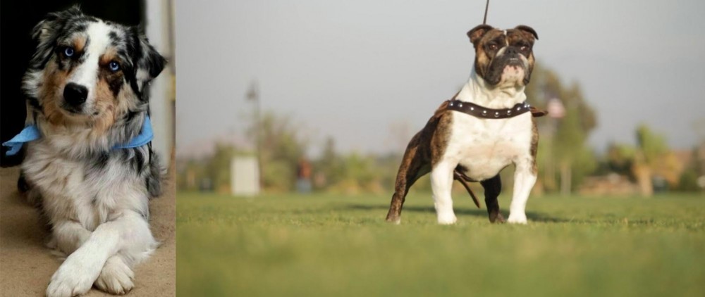 Bantam Bulldog vs Australian Collie - Breed Comparison