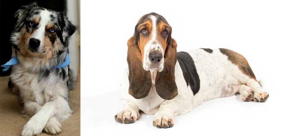 Basset Hound vs Australian Collie - Breed Comparison