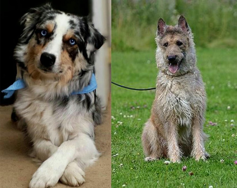 Belgian Shepherd Dog (Laekenois) vs Australian Collie - Breed Comparison