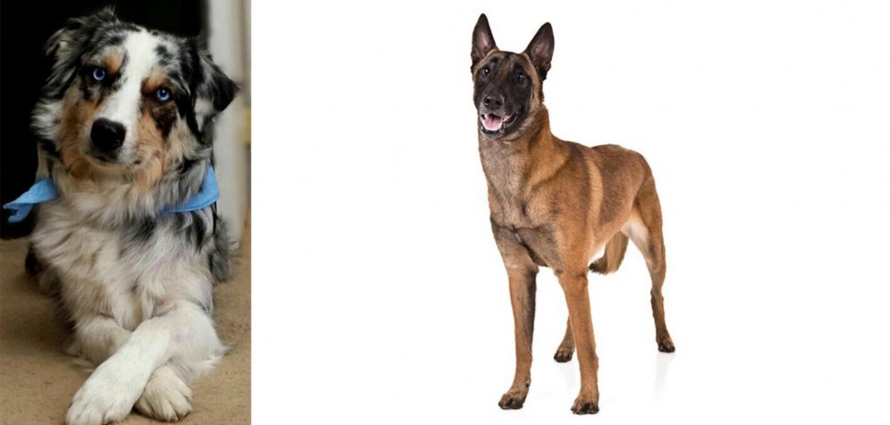 Belgian Shepherd Dog (Malinois) vs Australian Collie - Breed Comparison