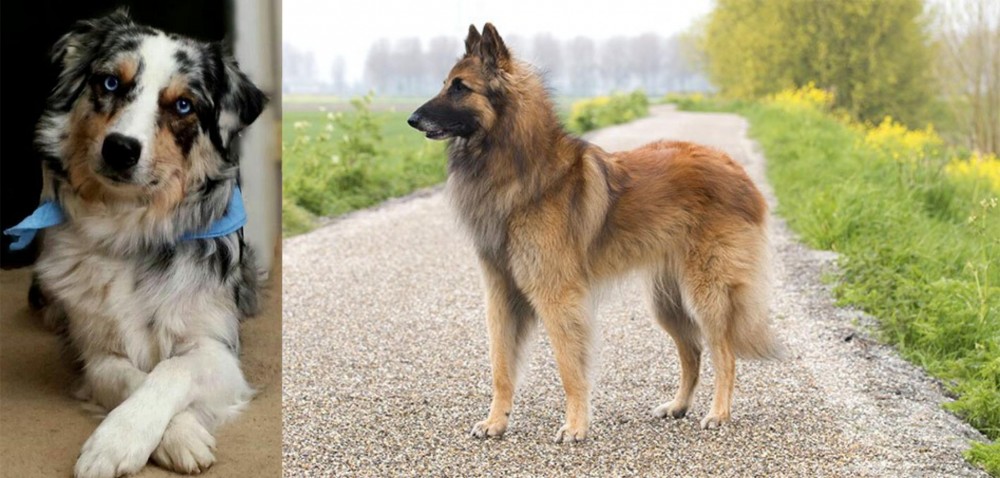 Belgian Shepherd Dog (Tervuren) vs Australian Collie - Breed Comparison