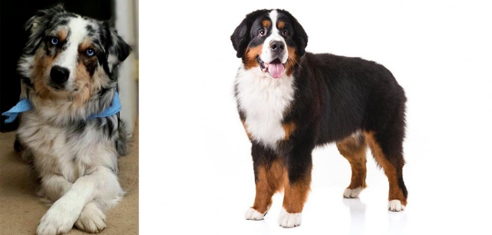 Bernese Mountain Dog vs Australian Collie - Breed Comparison