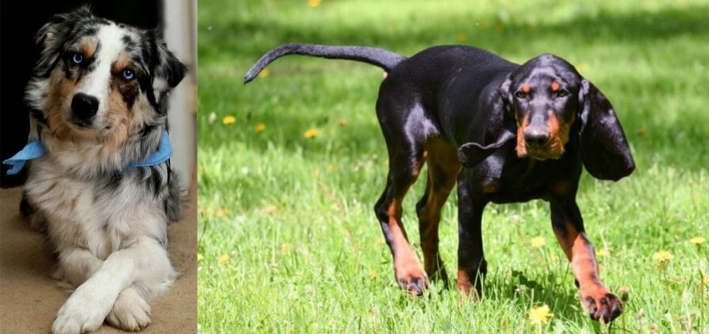 Black and Tan Coonhound vs Australian Collie - Breed Comparison