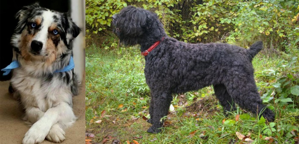 Black Russian Terrier vs Australian Collie - Breed Comparison