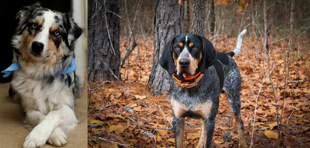 Bluetick Coonhound vs Australian Collie - Breed Comparison