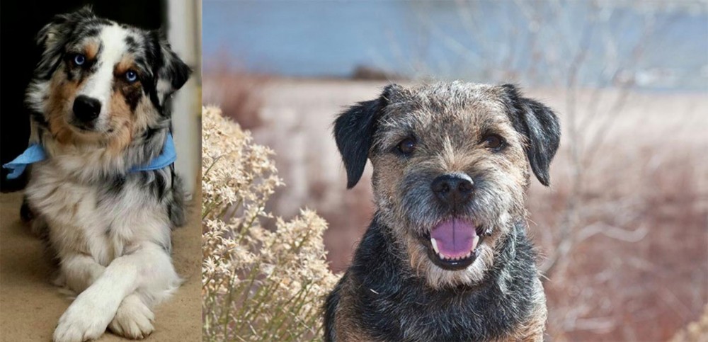Border Terrier vs Australian Collie - Breed Comparison