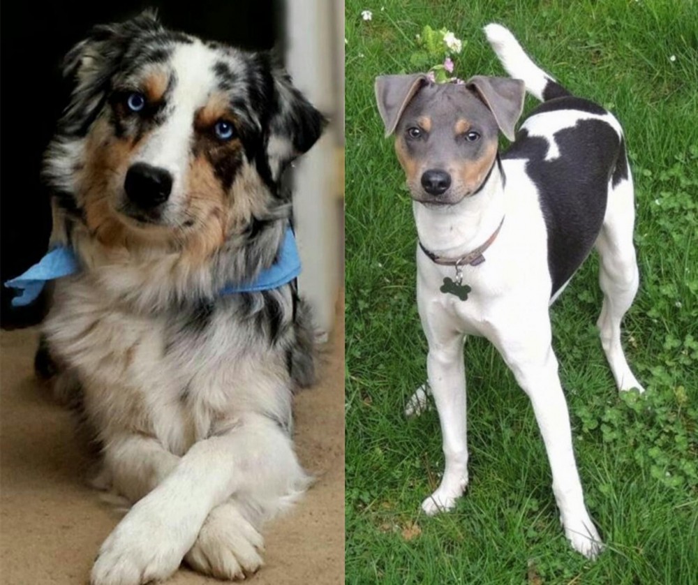 Brazilian Terrier vs Australian Collie - Breed Comparison