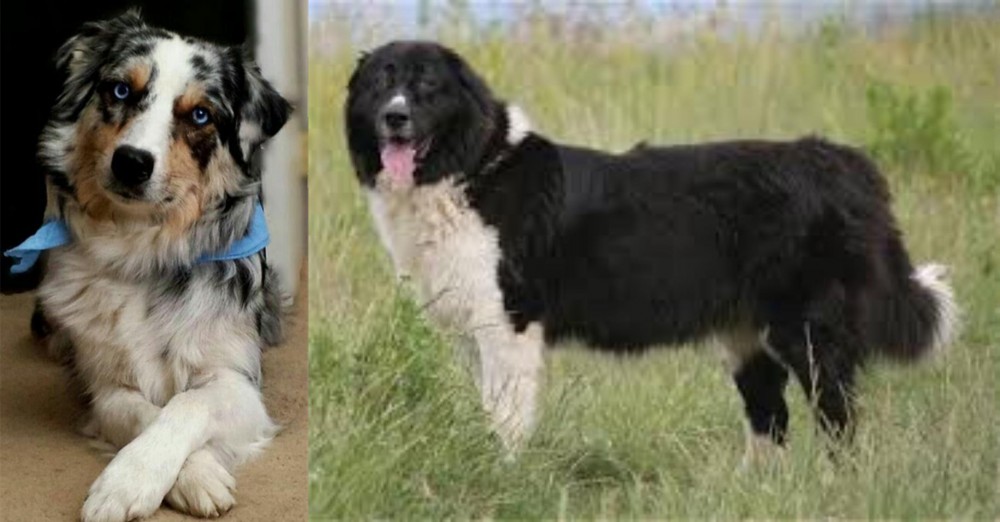 Bulgarian Shepherd vs Australian Collie - Breed Comparison