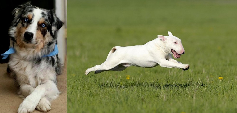 Bull Terrier vs Australian Collie - Breed Comparison