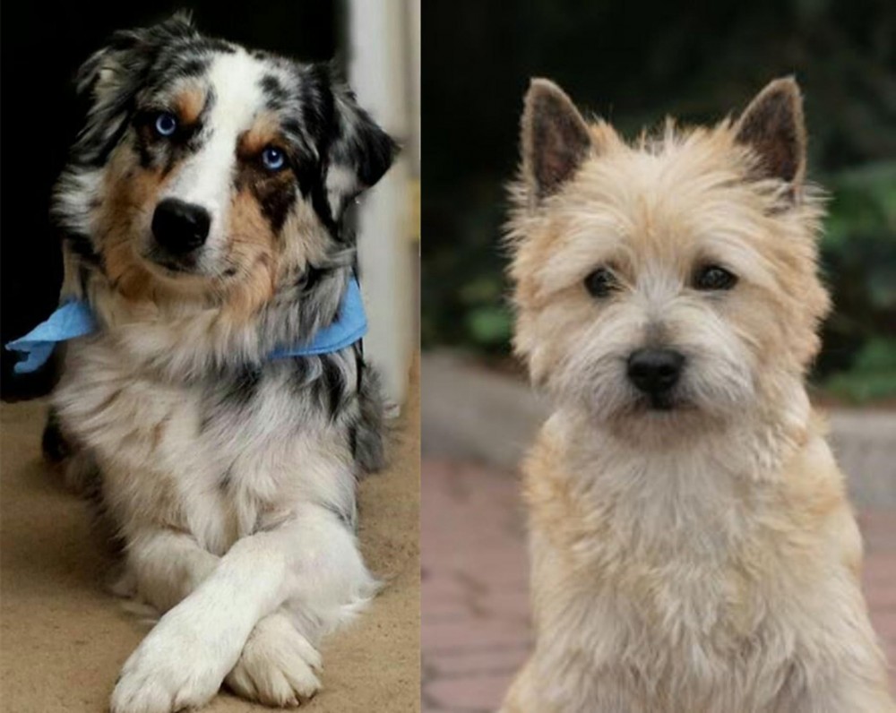Cairn Terrier vs Australian Collie - Breed Comparison