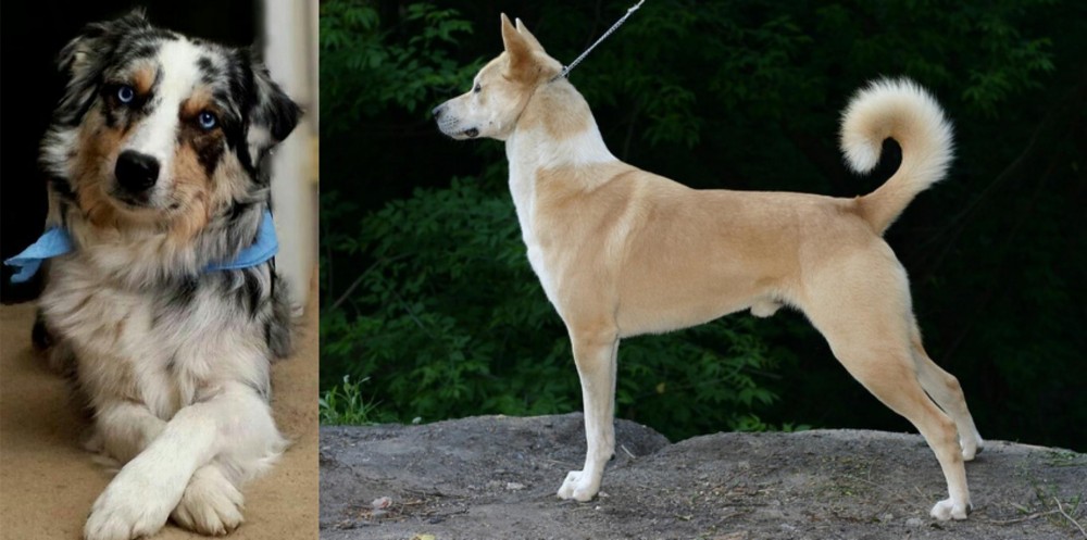 Canaan Dog vs Australian Collie - Breed Comparison