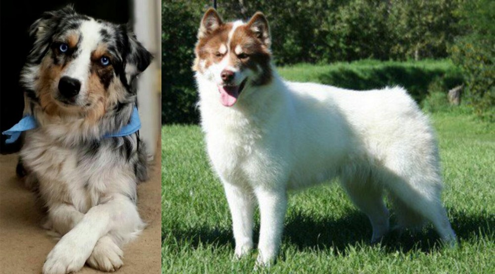 Canadian Eskimo Dog vs Australian Collie - Breed Comparison