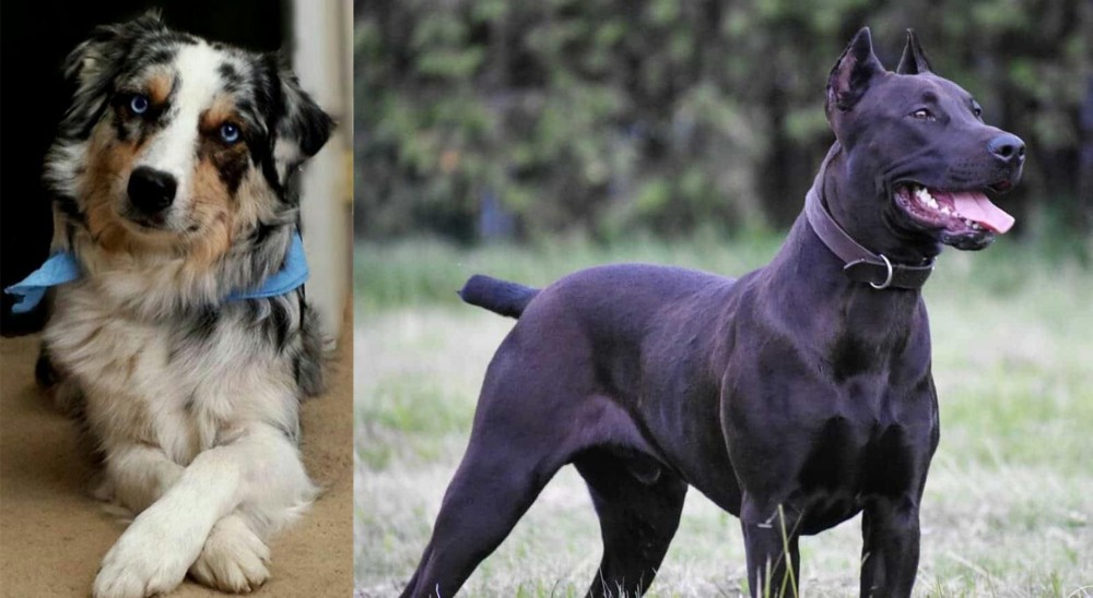 Canis Panther vs Australian Collie - Breed Comparison