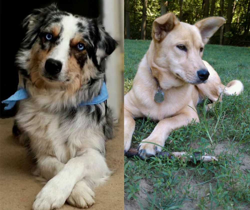 Carolina Dog vs Australian Collie - Breed Comparison