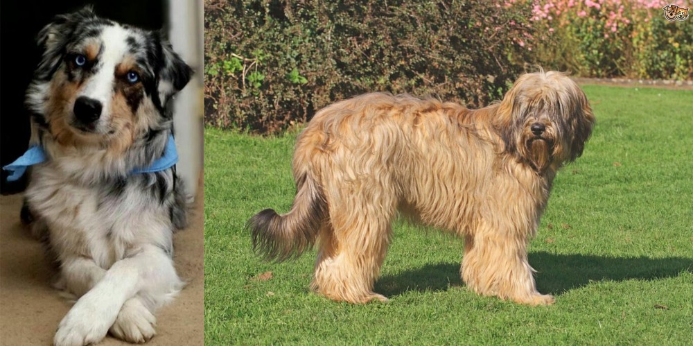 Catalan Sheepdog vs Australian Collie - Breed Comparison