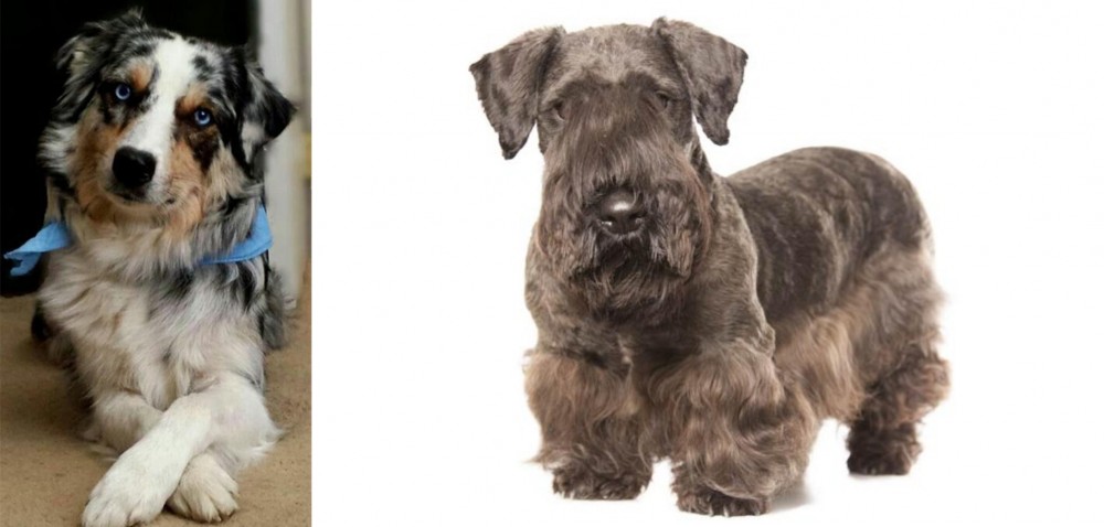 Cesky Terrier vs Australian Collie - Breed Comparison