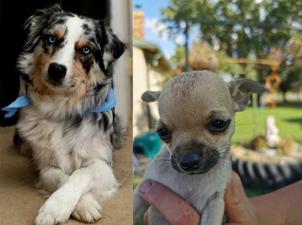Chihuahua vs Australian Collie - Breed Comparison