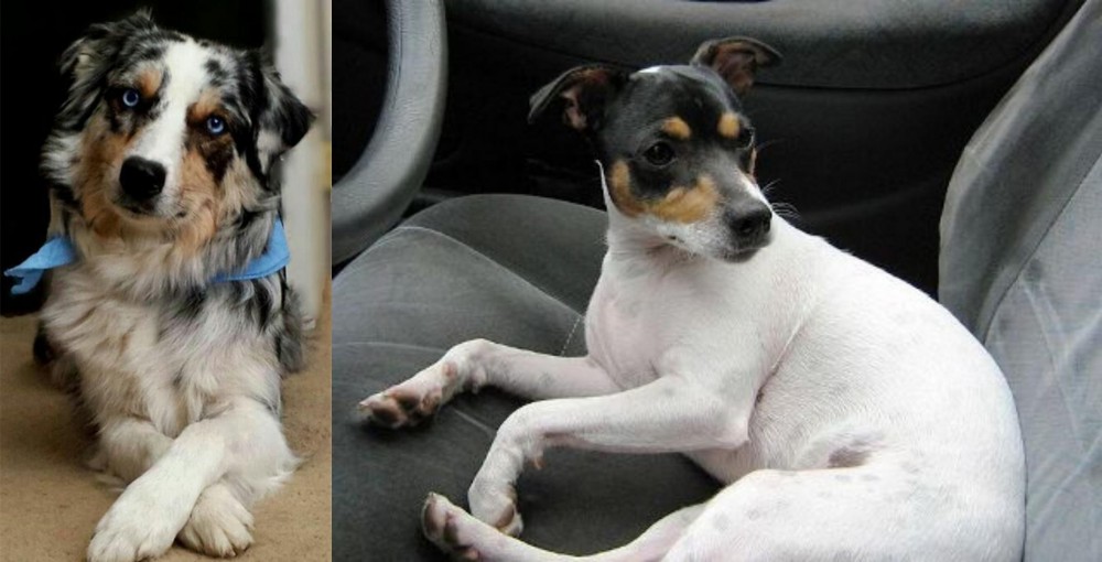 Chilean Fox Terrier vs Australian Collie - Breed Comparison