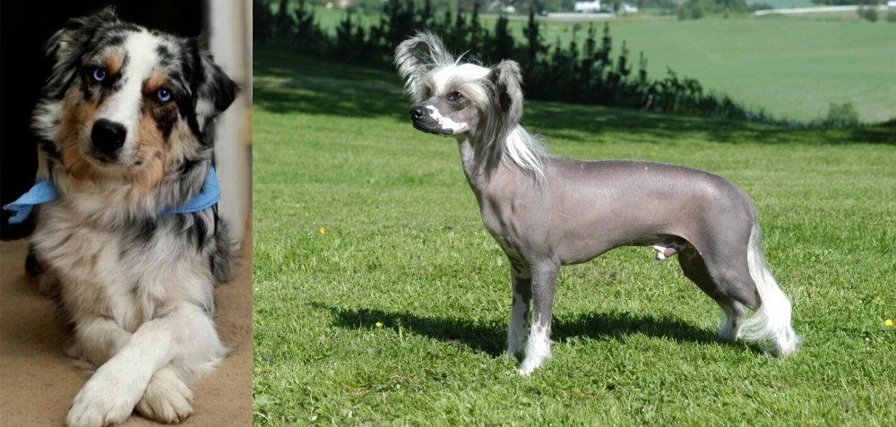 Chinese Crested Dog vs Australian Collie - Breed Comparison