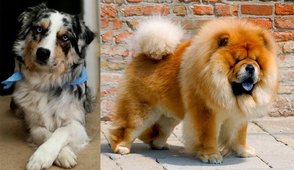 Chow Chow vs Australian Collie - Breed Comparison