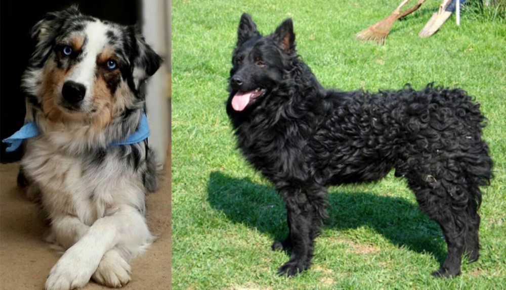 Croatian Sheepdog vs Australian Collie - Breed Comparison