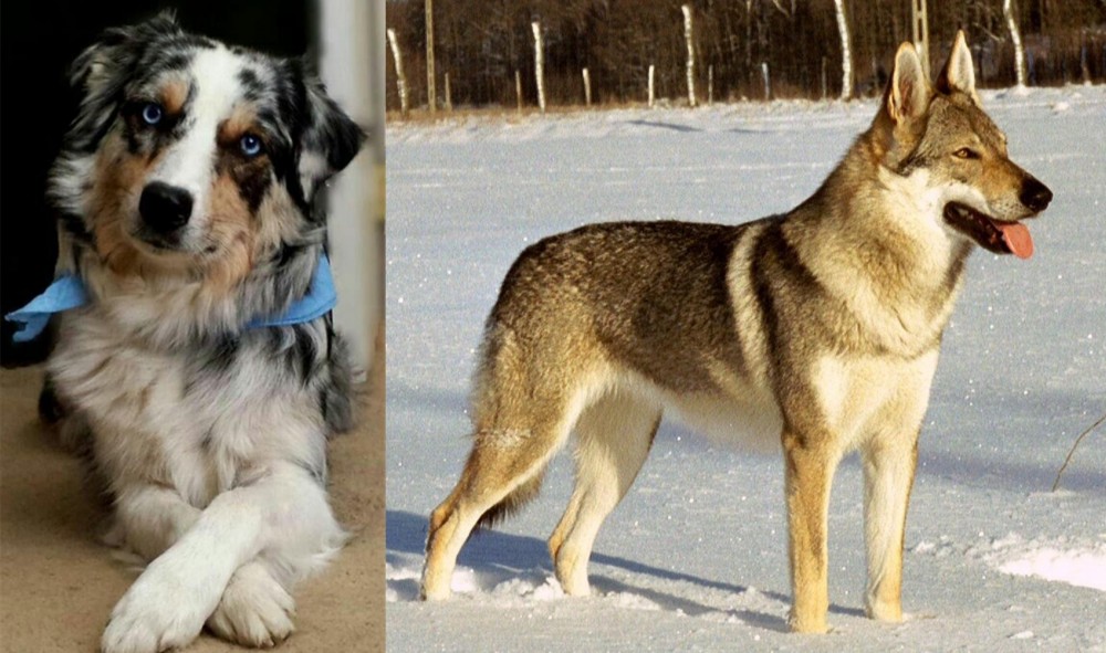 Czechoslovakian Wolfdog vs Australian Collie - Breed Comparison