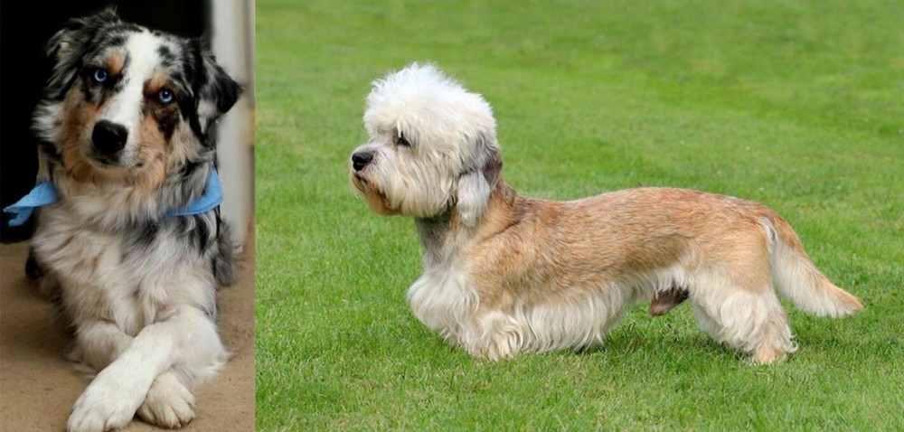 Dandie Dinmont Terrier vs Australian Collie - Breed Comparison