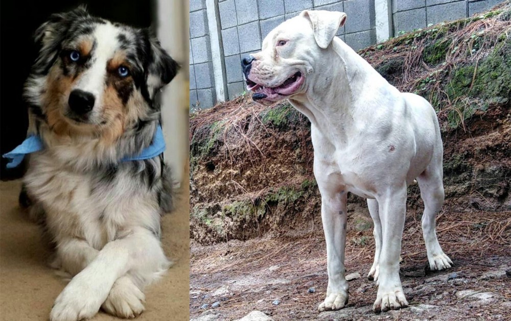Dogo Guatemalteco vs Australian Collie - Breed Comparison