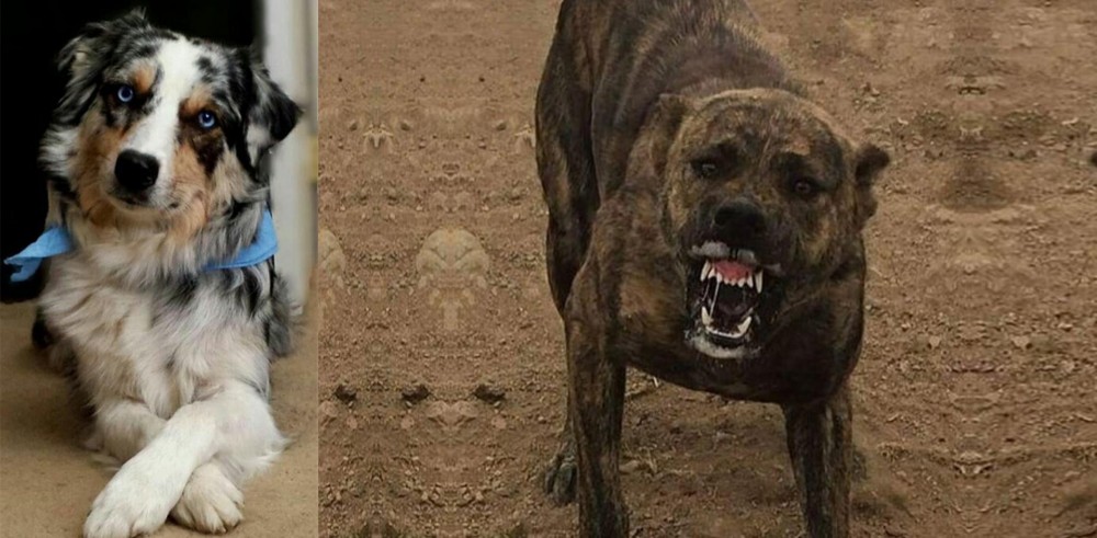 Dogo Sardesco vs Australian Collie - Breed Comparison