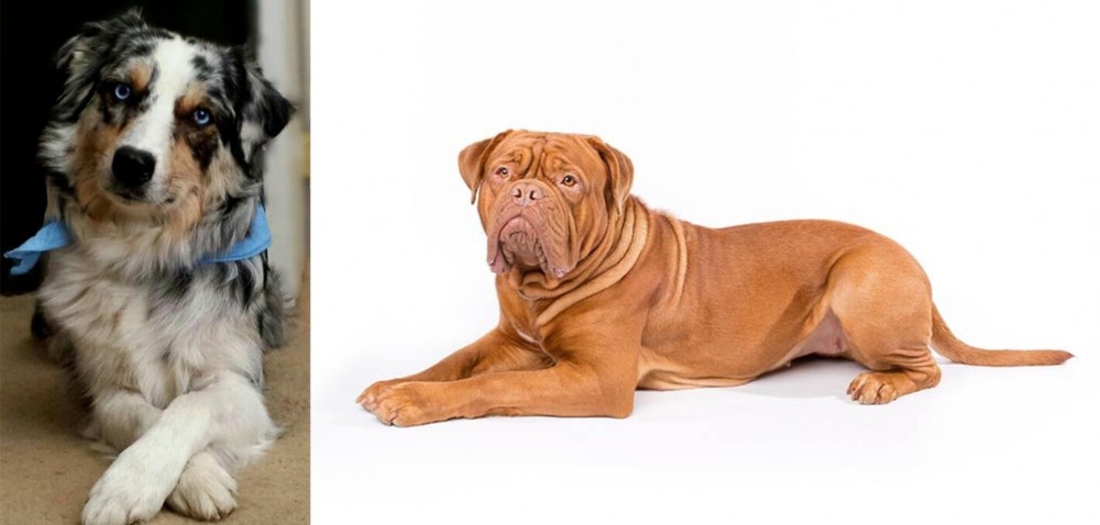 Dogue De Bordeaux vs Australian Collie - Breed Comparison