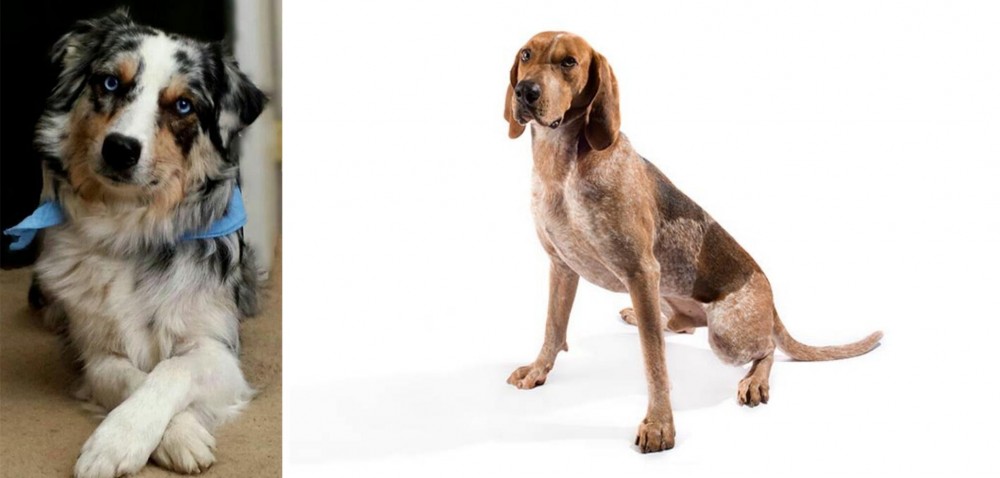 English Coonhound vs Australian Collie - Breed Comparison