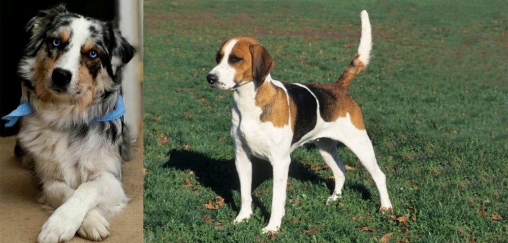 English Foxhound vs Australian Collie - Breed Comparison