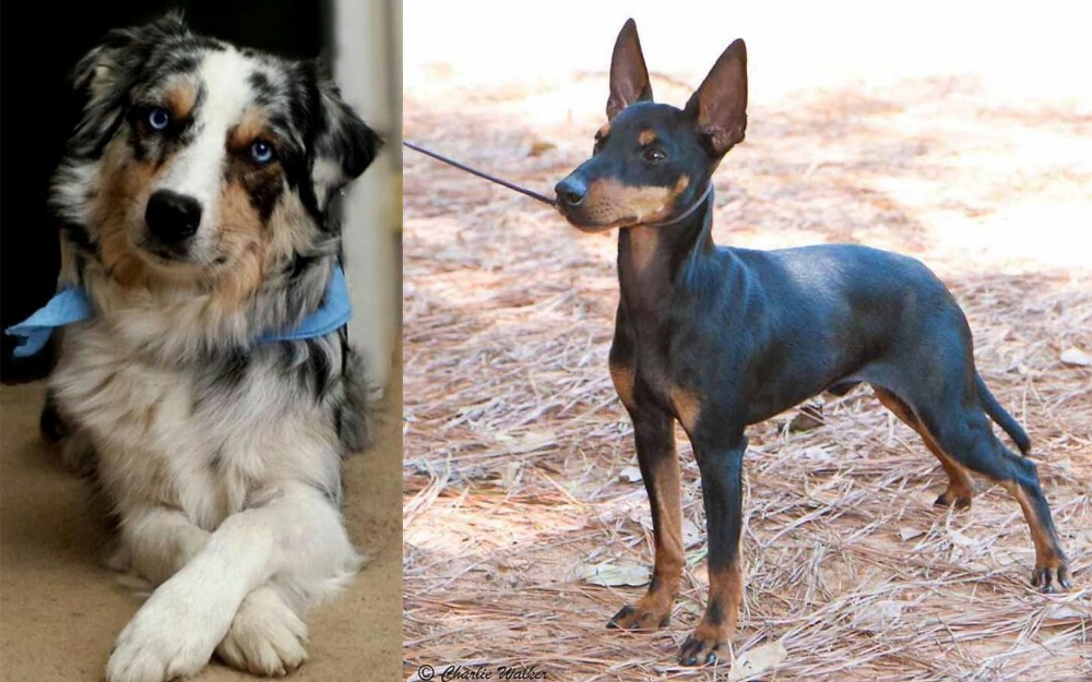 English Toy Terrier (Black & Tan) vs Australian Collie - Breed Comparison