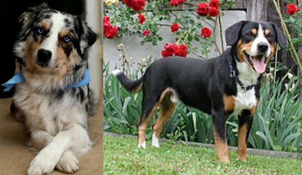 Entlebucher Mountain Dog vs Australian Collie - Breed Comparison