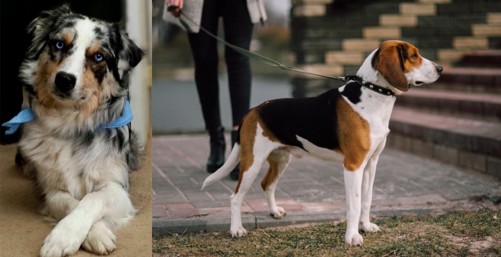 Estonian Hound vs Australian Collie - Breed Comparison