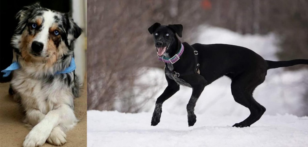 Eurohound vs Australian Collie - Breed Comparison