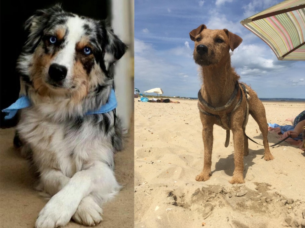 Fell Terrier vs Australian Collie - Breed Comparison