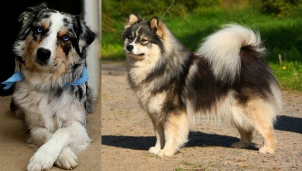 Finnish Lapphund vs Australian Collie - Breed Comparison