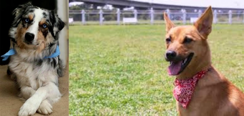 Formosan Mountain Dog vs Australian Collie - Breed Comparison