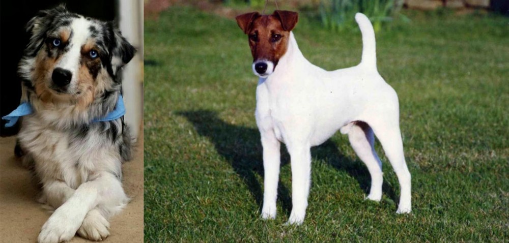 Fox Terrier (Smooth) vs Australian Collie - Breed Comparison