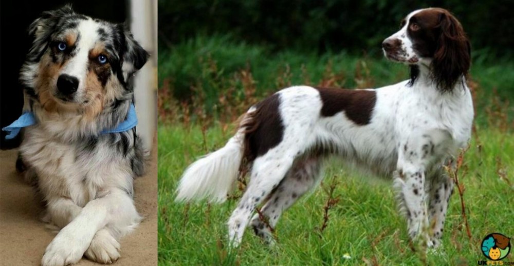 French Spaniel vs Australian Collie - Breed Comparison