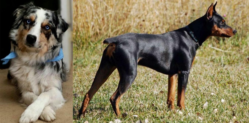 German Pinscher vs Australian Collie - Breed Comparison