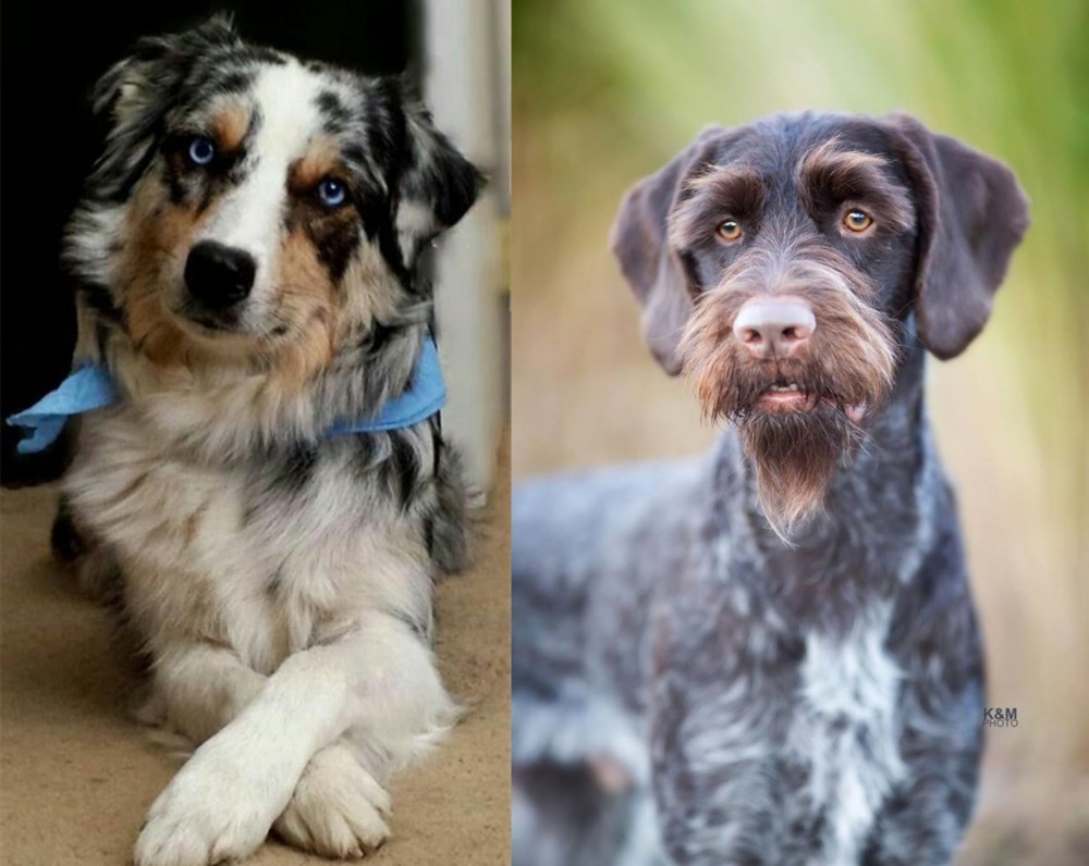 German Wirehaired Pointer vs Australian Collie - Breed Comparison