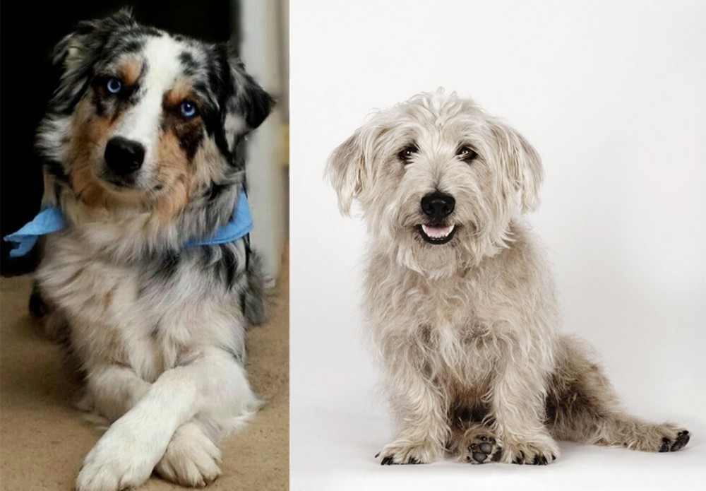 Glen of Imaal Terrier vs Australian Collie - Breed Comparison