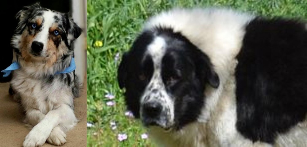 Greek Sheepdog vs Australian Collie - Breed Comparison